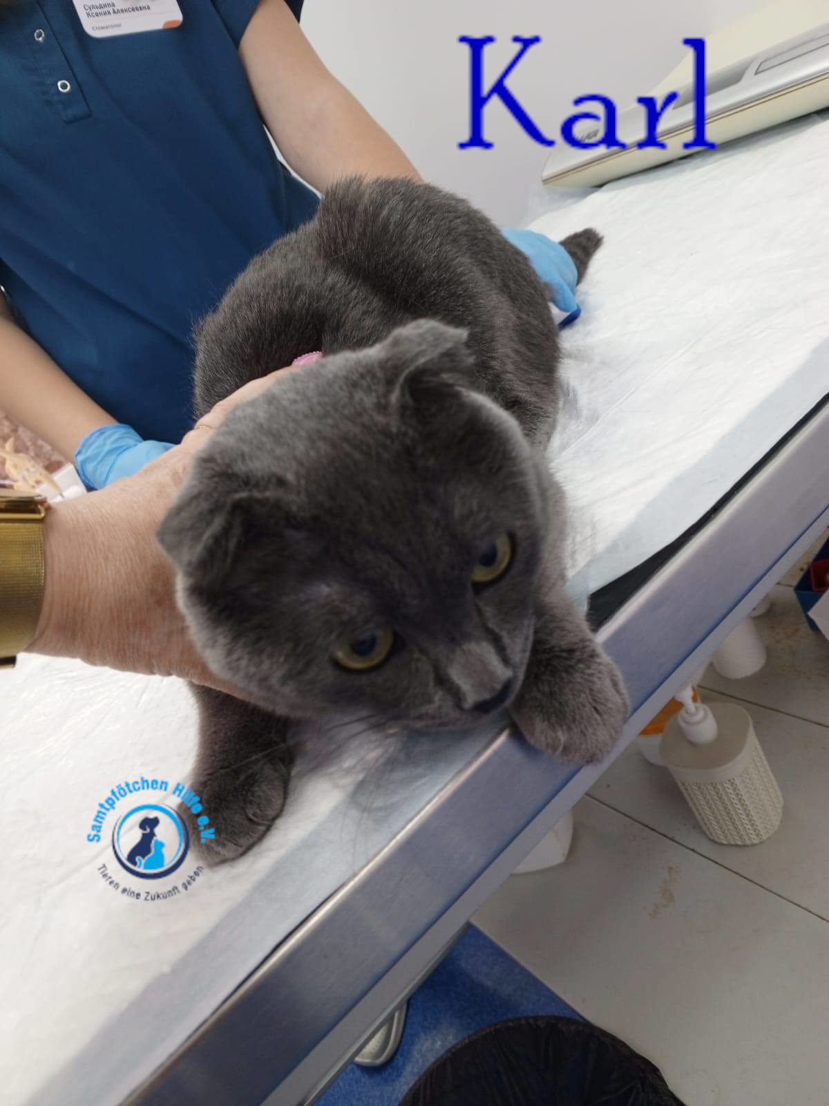 Nadezhda/Katzen/Karl/Karl26mN.jpg