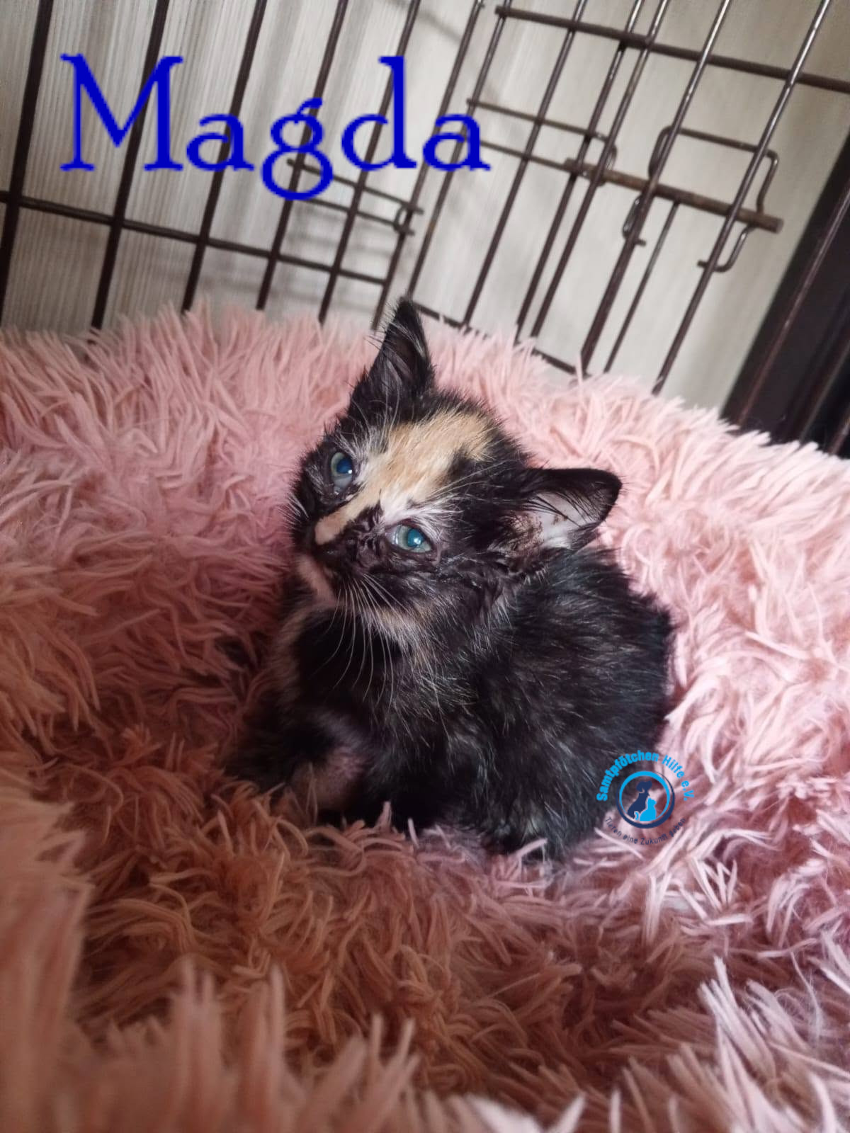 Nadezhda/Katzen/Magda/Magda03mN.jpg