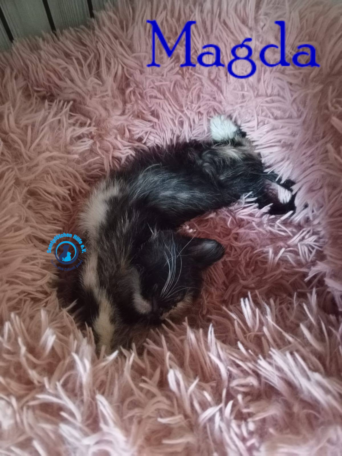 Nadezhda/Katzen/Magda/Magda04mN.jpg