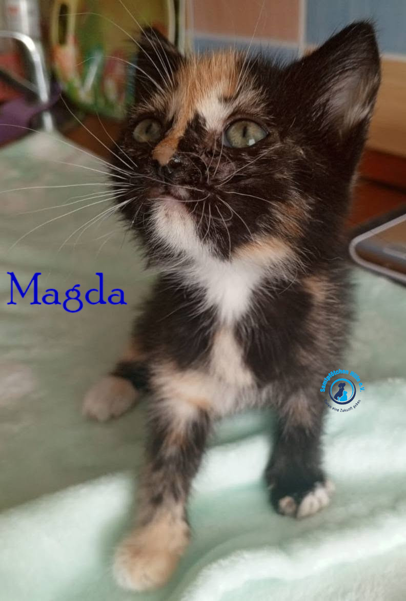 Nadezhda/Katzen/Magda/Magda08mN.jpg