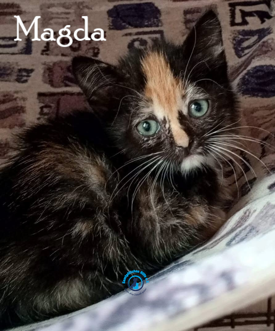 Nadezhda/Katzen/Magda/Magda11mN.jpg
