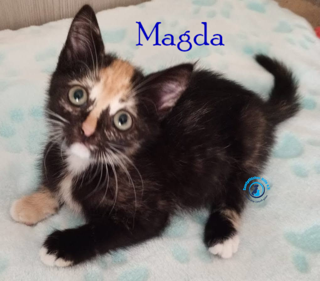 Nadezhda/Katzen/Magda/Magda13mN.jpg