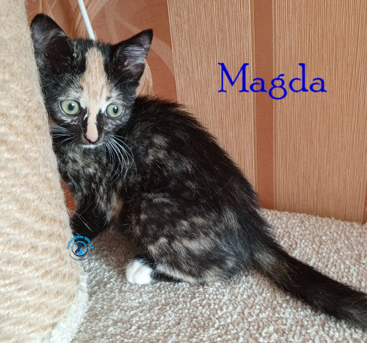 Nadezhda/Katzen/Magda/Magda15mN.jpg