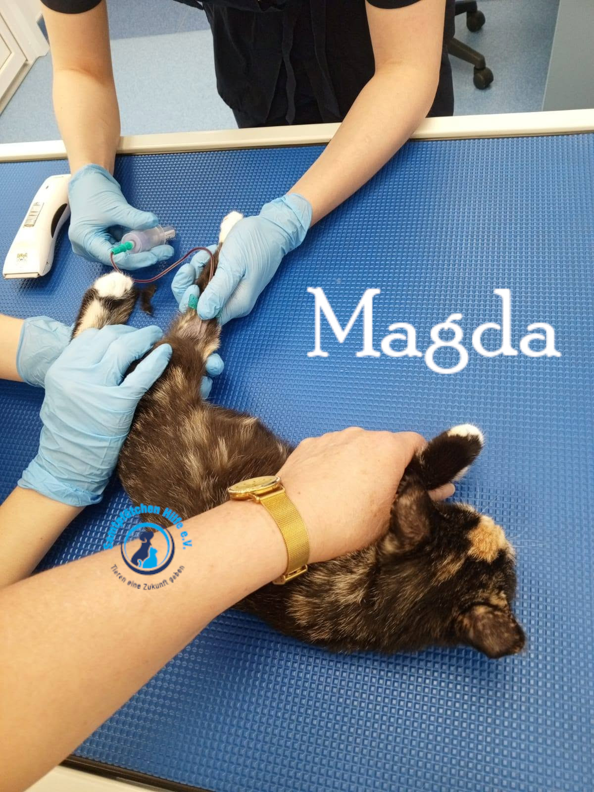 Nadezhda/Katzen/Magda/Magda17mN.jpg
