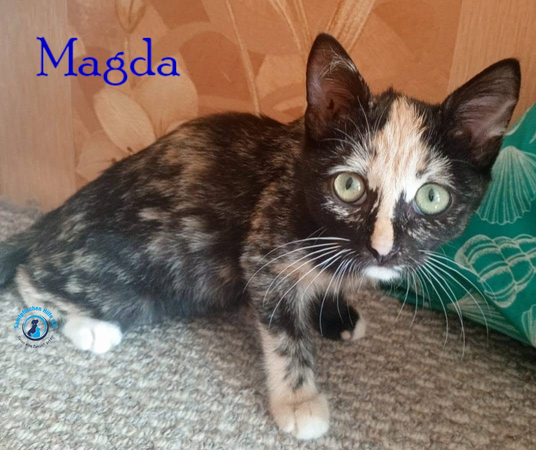 Nadezhda/Katzen/Magda/Magda21mN.jpg