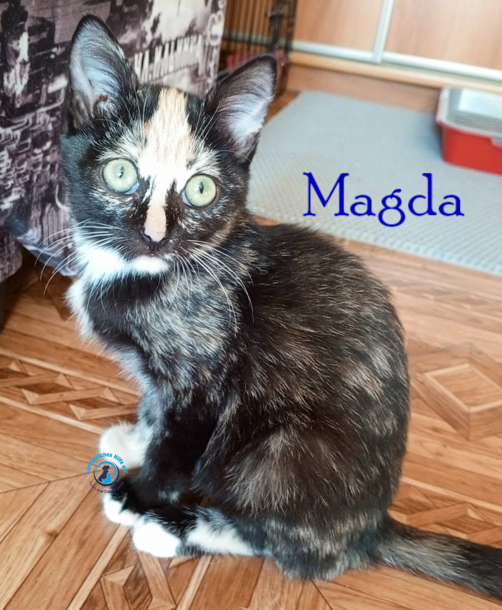 Nadezhda/Katzen/Magda/Magda23mN.jpg