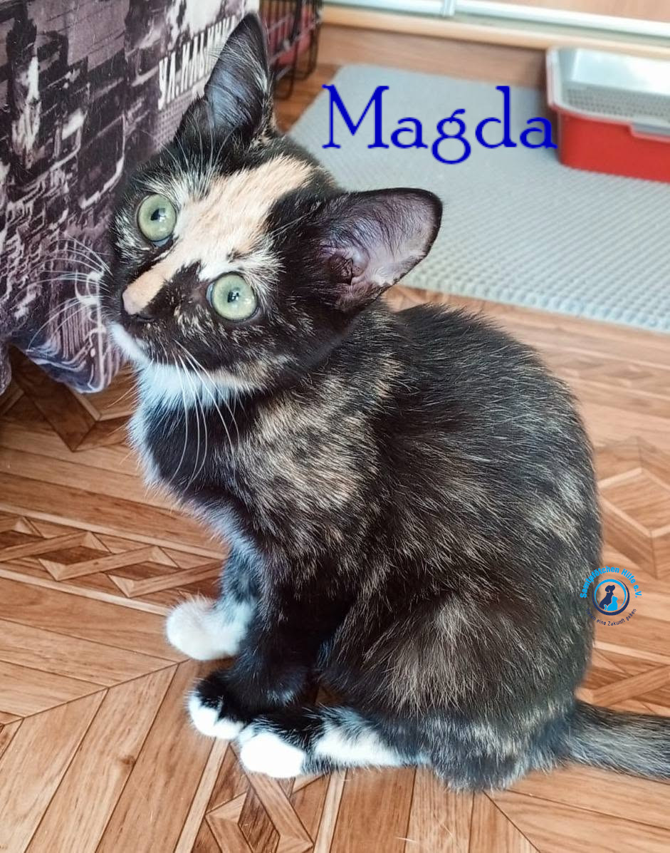 Nadezhda/Katzen/Magda/Magda24mN.jpg