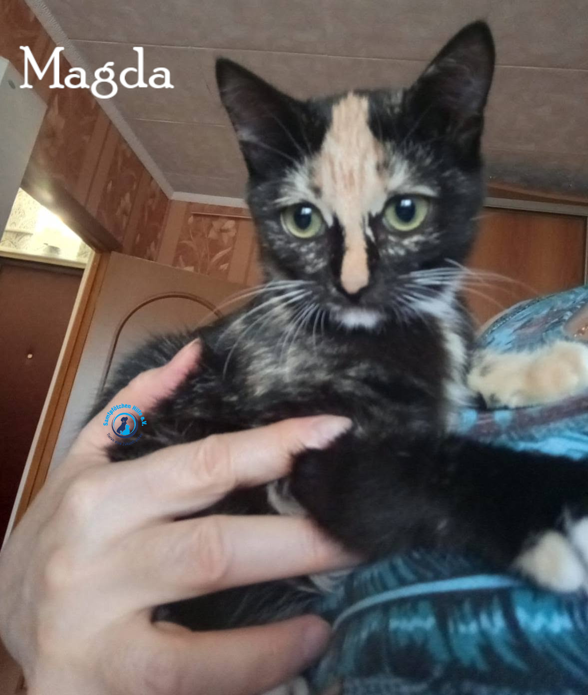 Nadezhda/Katzen/Magda/Magda25mN.jpg