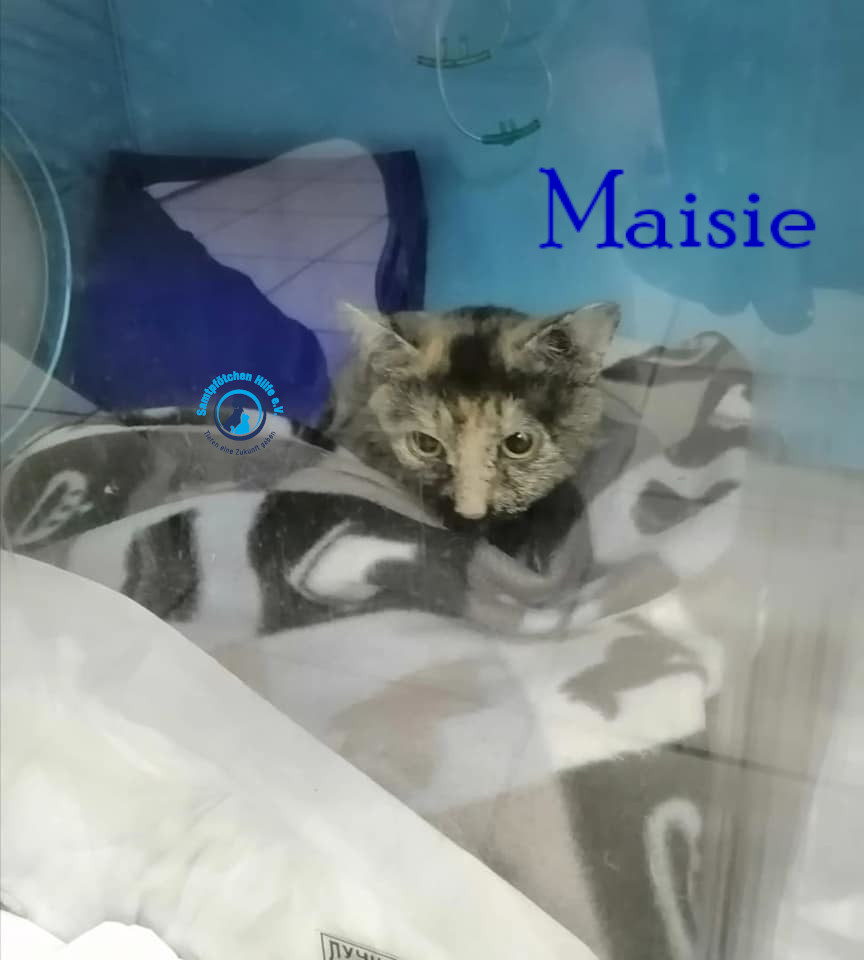Nadezhda/Katzen/Maisie/Maisie61mN.jpg