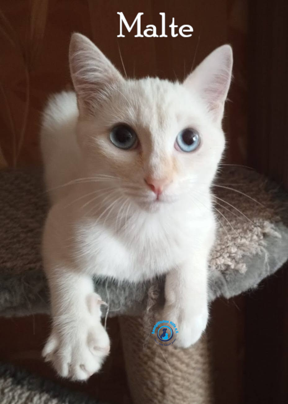 Nadezhda/Katzen/Malte/Malte23mN.jpg