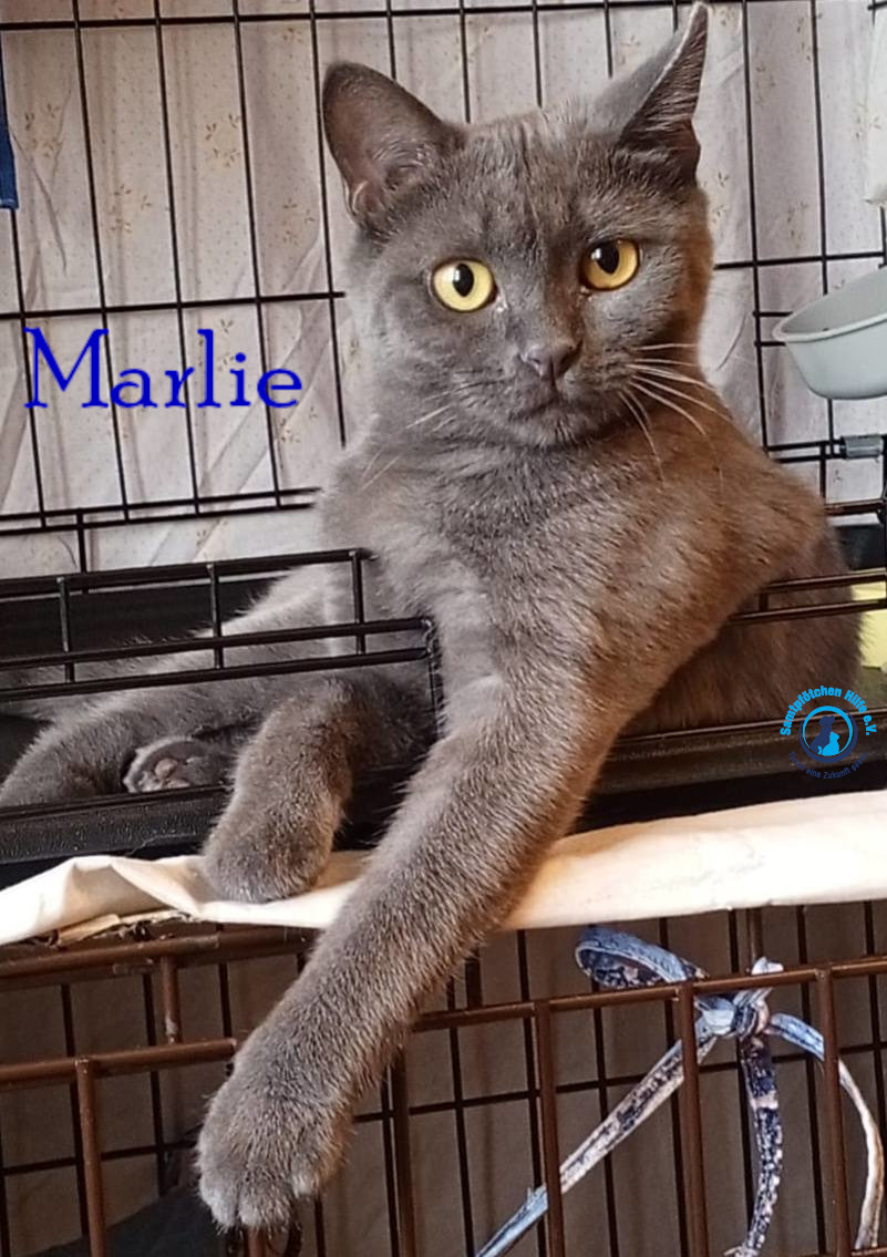 Nadezhda/Katzen/Marlie_II/Marlie_II18mN.jpg