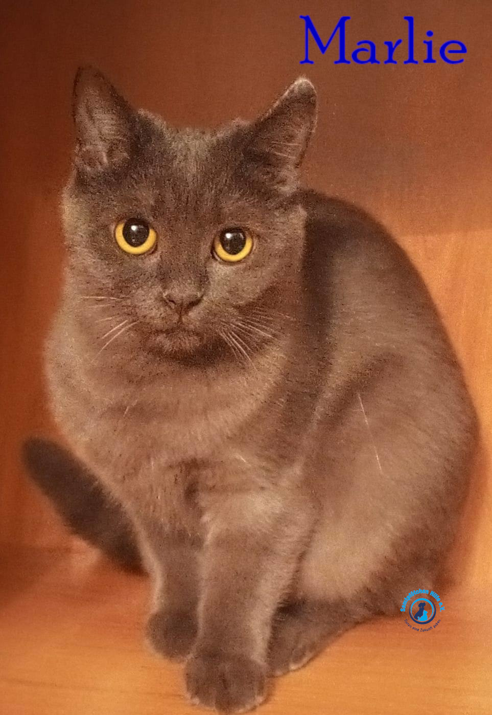 Nadezhda/Katzen/Marlie_II/Marlie_II24mN.jpg
