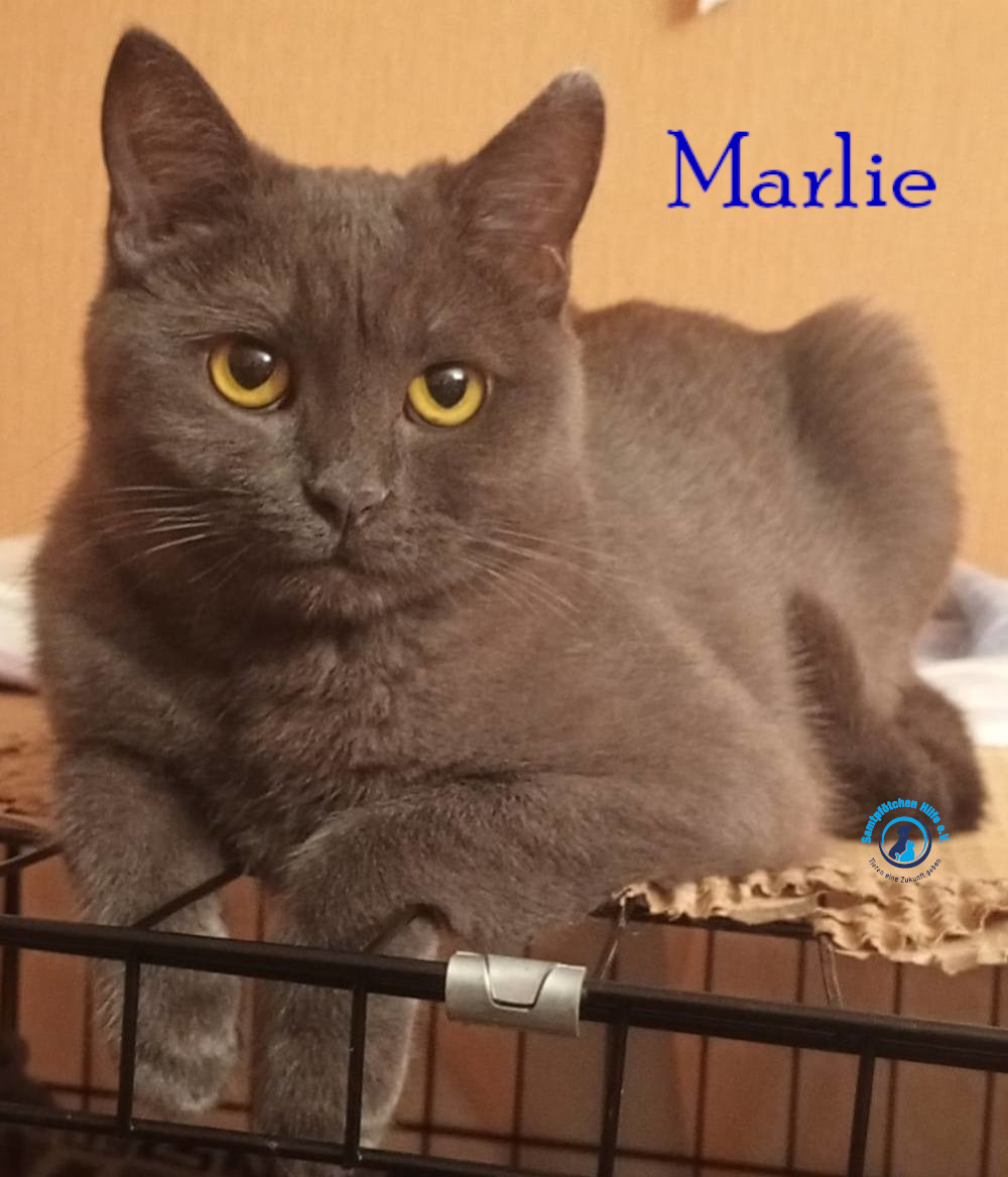 Nadezhda/Katzen/Marlie_II/Marlie_II25mN.jpg