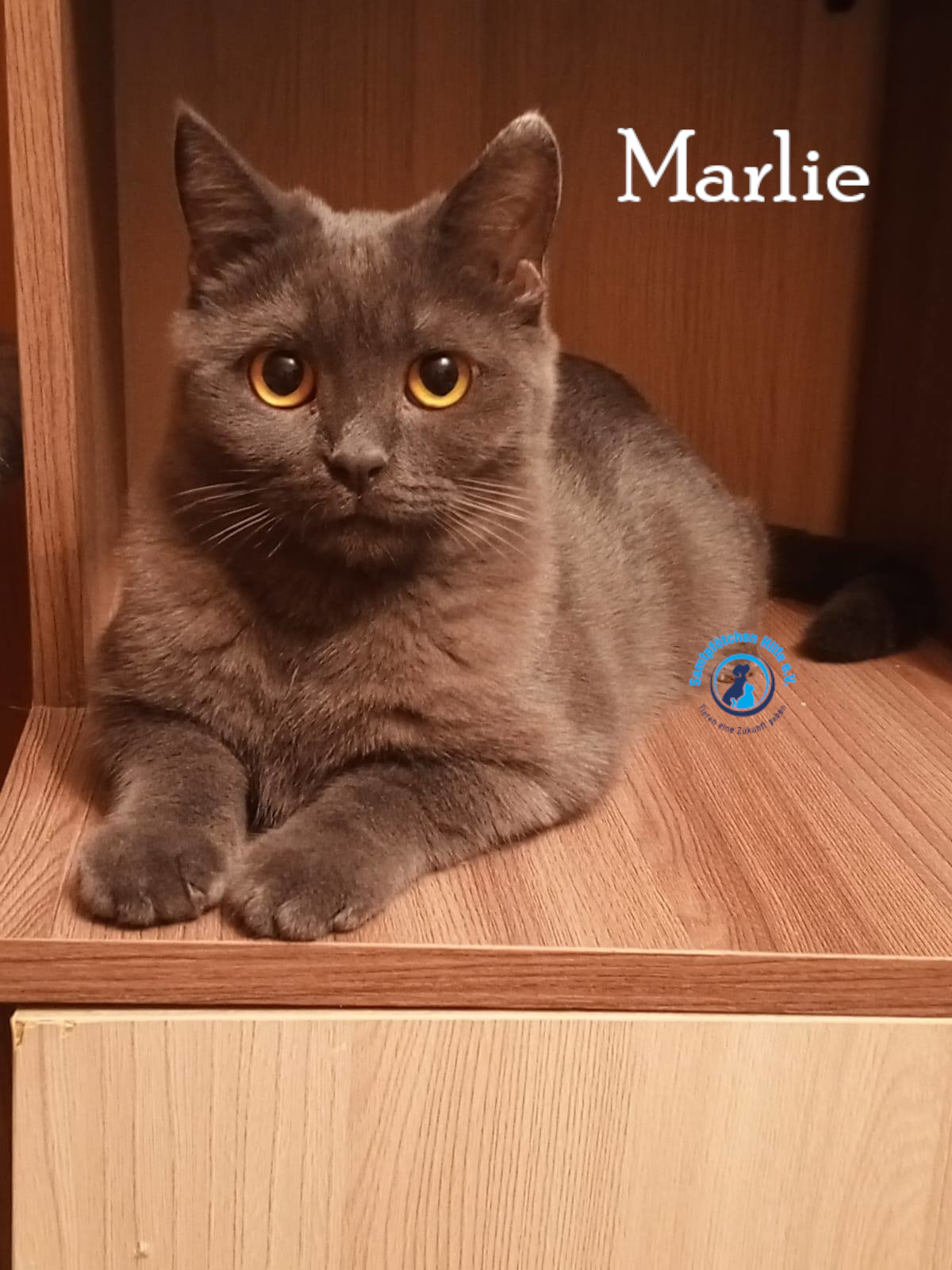 Nadezhda/Katzen/Marlie_II/Marlie_II26mN.jpg