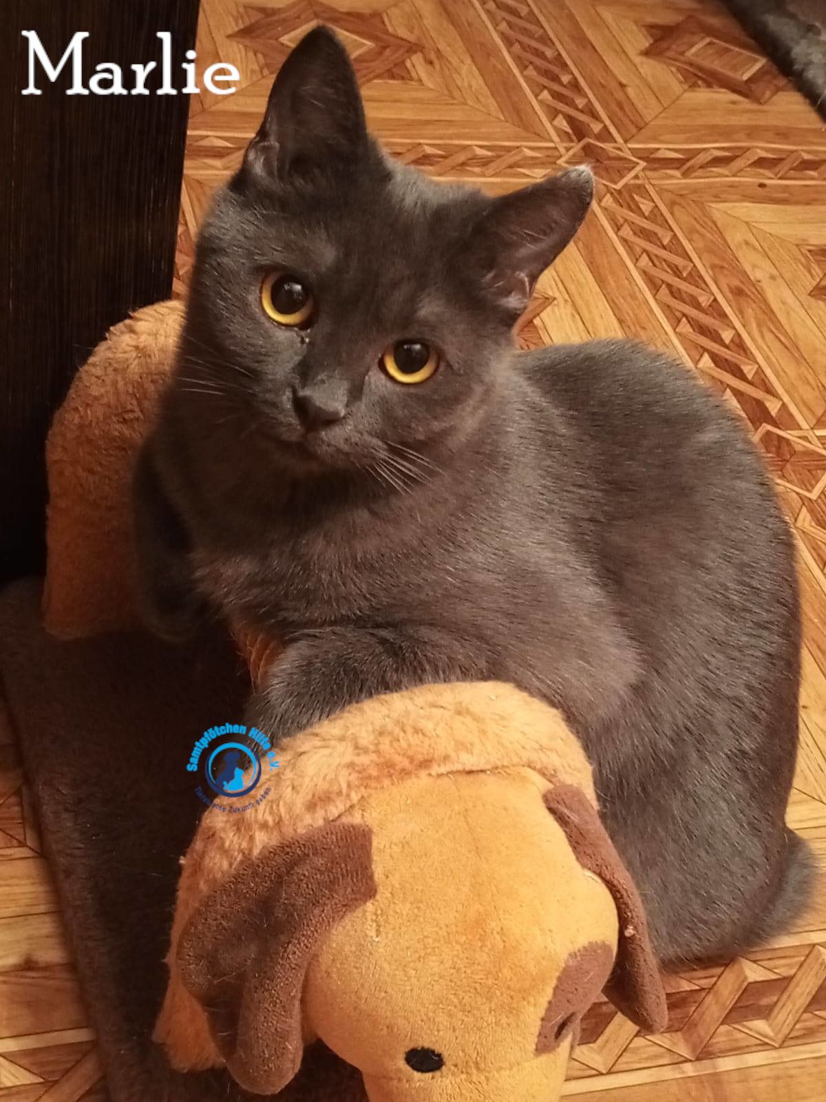 Nadezhda/Katzen/Marlie_II/Marlie_II27mN.jpg