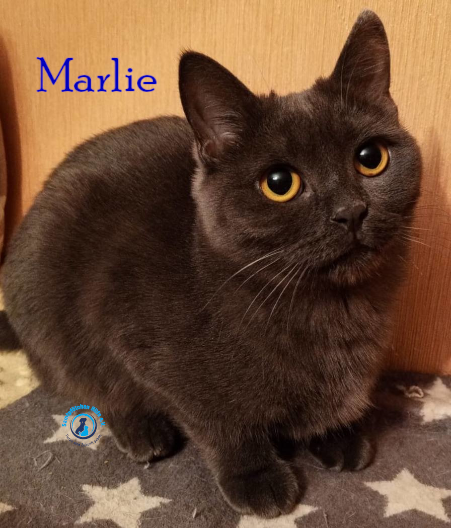 Nadezhda/Katzen/Marlie_II/Marlie_II28mN.jpg