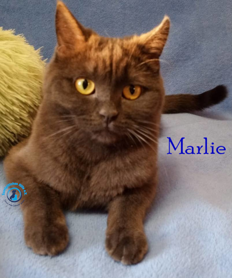 Nadezhda/Katzen/Marlie_II/Marlie_II31mN.jpg