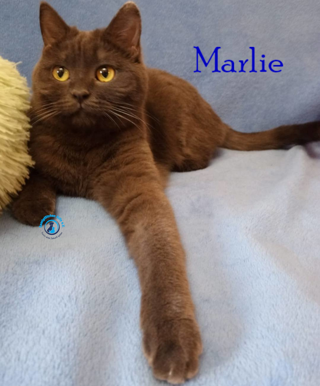 Nadezhda/Katzen/Marlie_II/Marlie_II32mN.jpg
