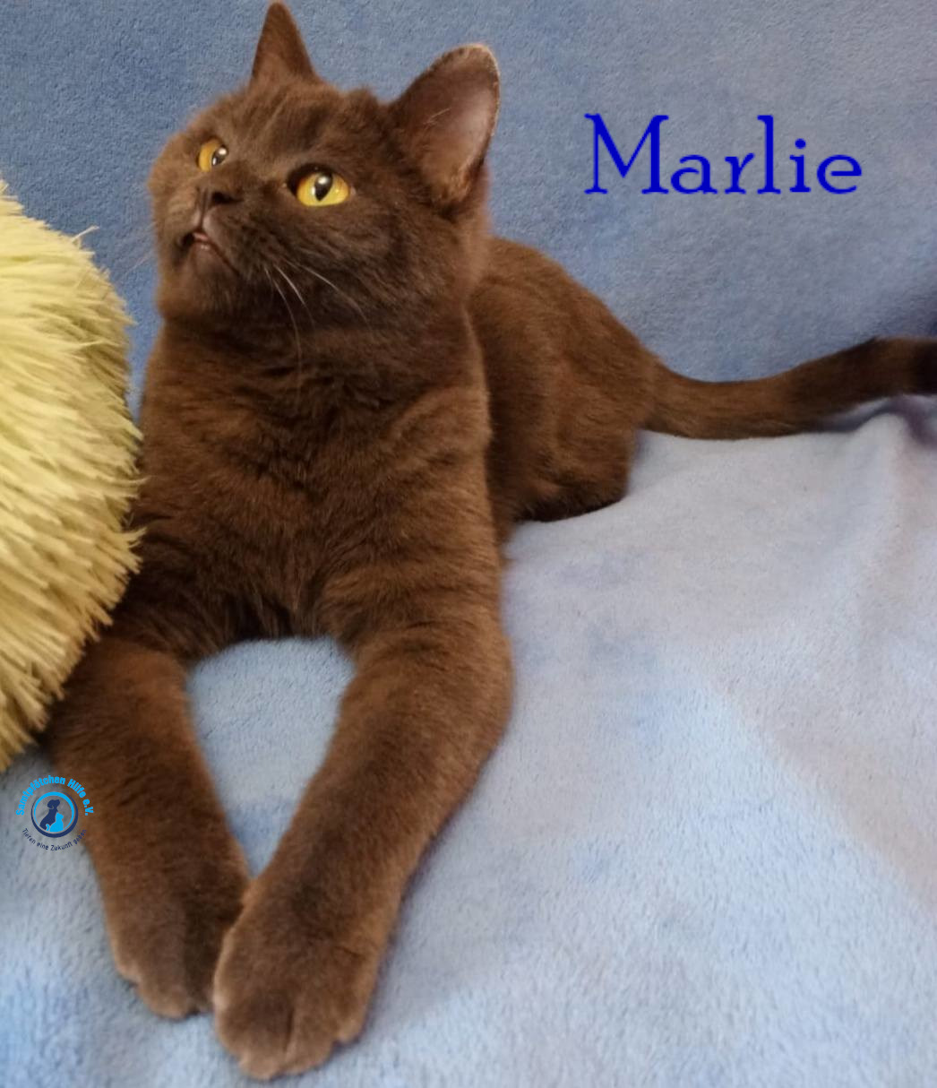 Nadezhda/Katzen/Marlie_II/Marlie_II33mN.jpg