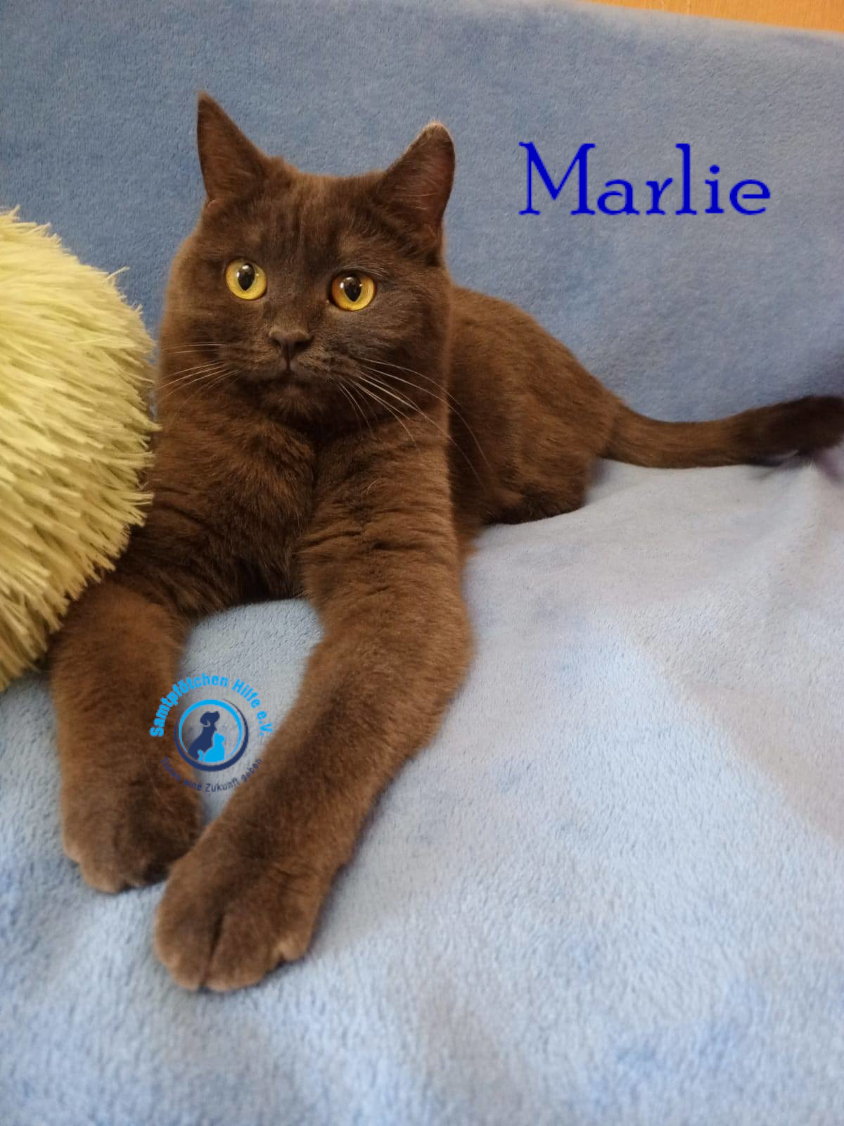 Nadezhda/Katzen/Marlie_II/Marlie_II34mN.jpg