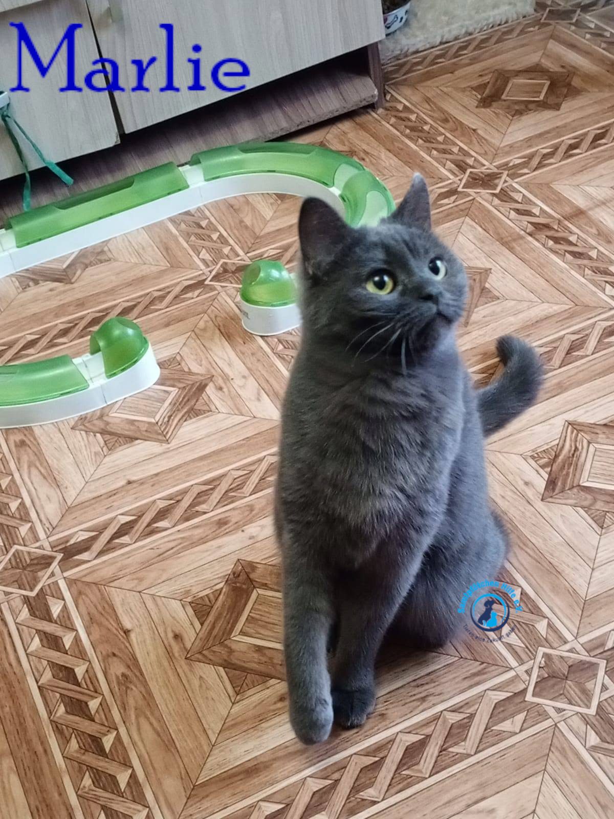 Nadezhda/Katzen/Marlie_II/Marlie_II35mN.jpg