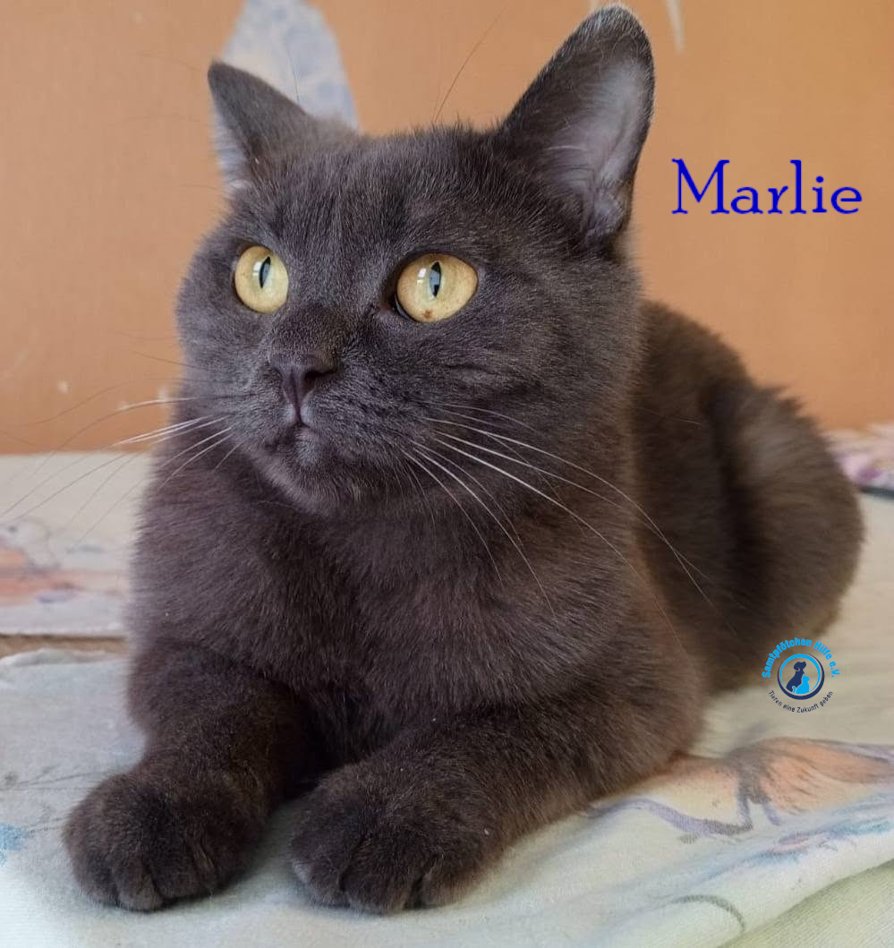 Nadezhda/Katzen/Marlie_II/Marlie_II36mN.jpg