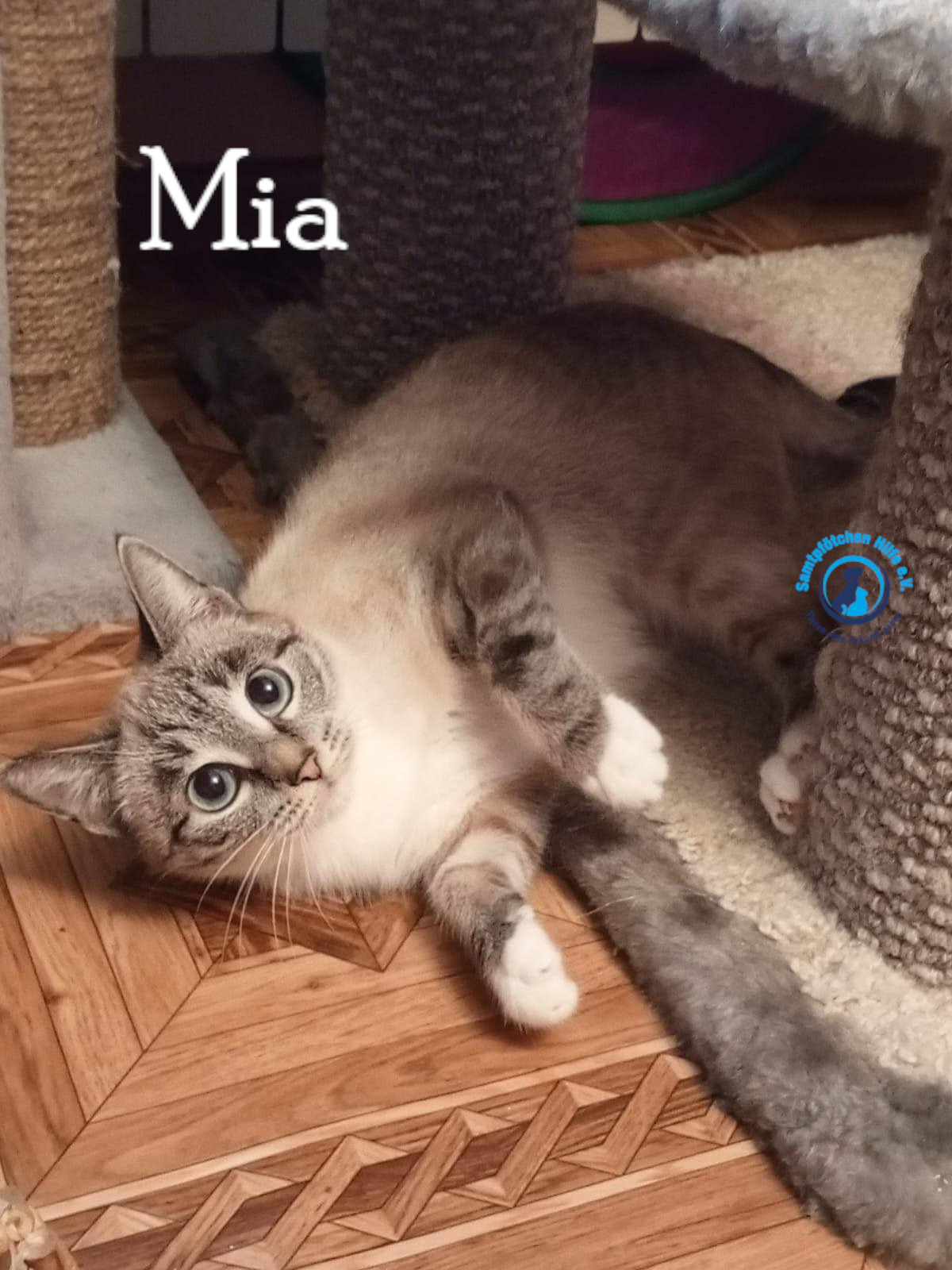Nadezhda/Katzen/Mia_IV/Mia_IV19mN.jpg