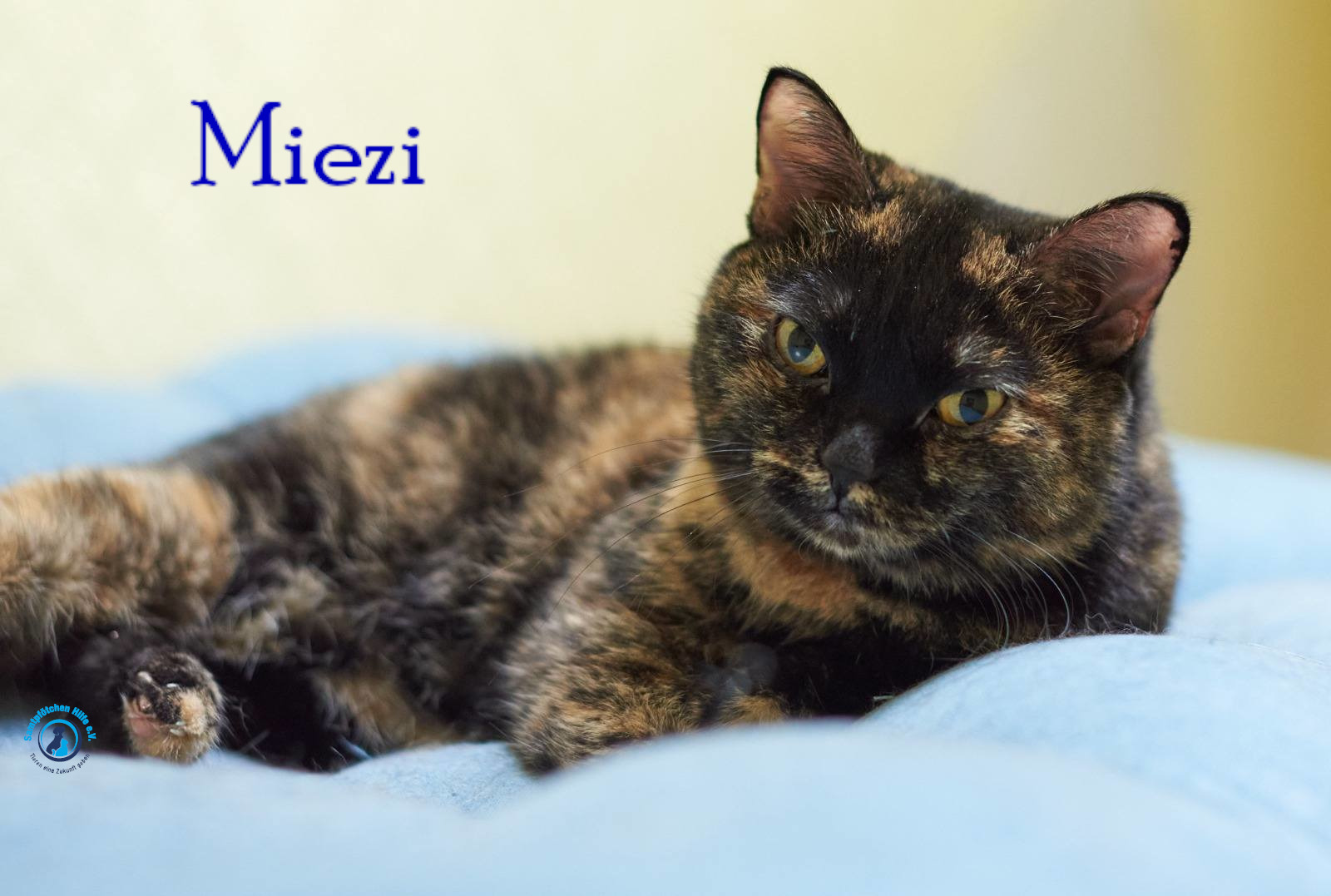 Nadezhda/Katzen/Miezi/Miezi27mN.jpg