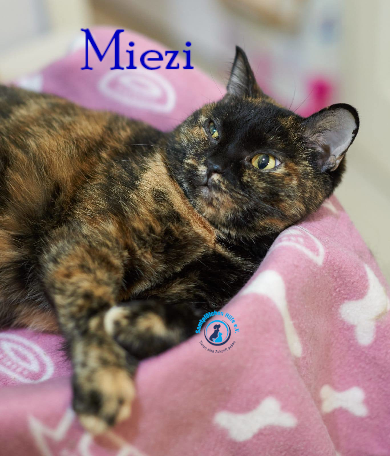 Nadezhda/Katzen/Miezi/Miezi29mN.jpg