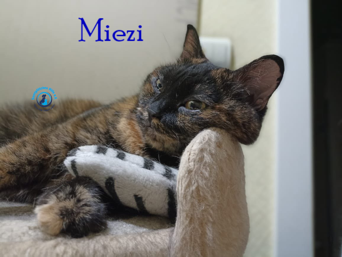 Nadezhda/Katzen/Miezi/Miezi31mN.jpg