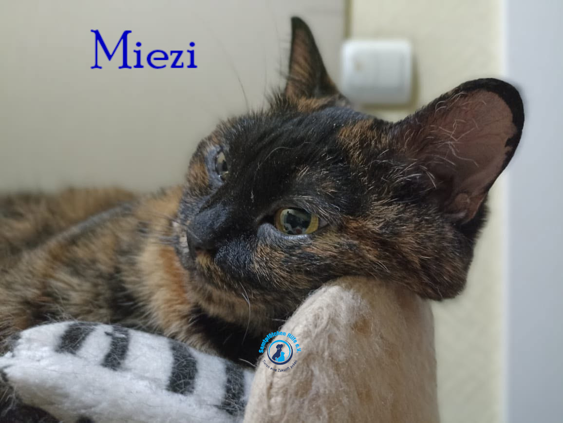 Nadezhda/Katzen/Miezi/Miezi32mN.jpg