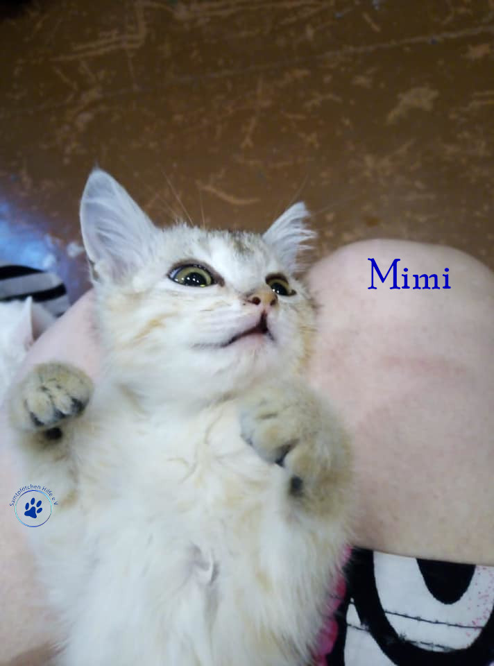 Nadezhda/Katzen/Mimi/Mimi10mN.jpg