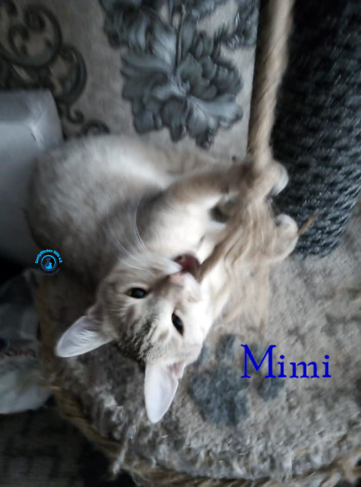 Nadezhda/Katzen/Mimi/Mimi54mN.jpg