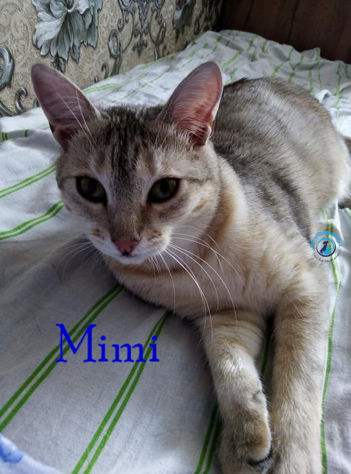 Nadezhda/Katzen/Mimi/Mimi61mN.jpg