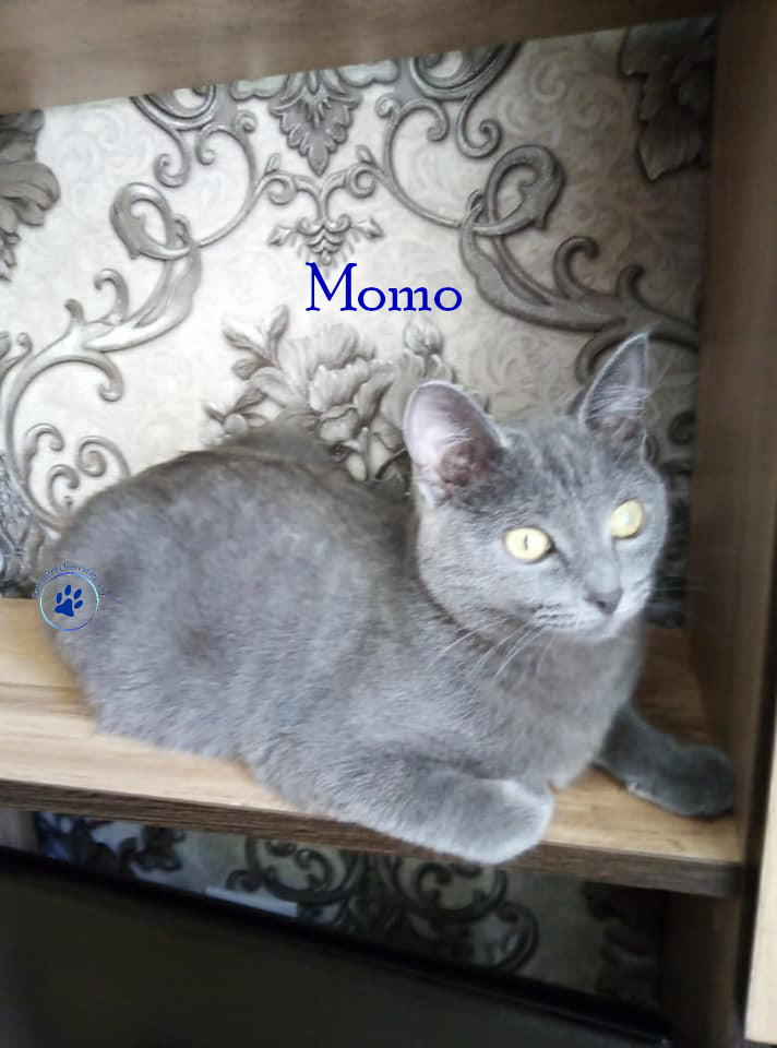 Nadezhda/Katzen/Momo_II/Momo_II_98mN.jpg