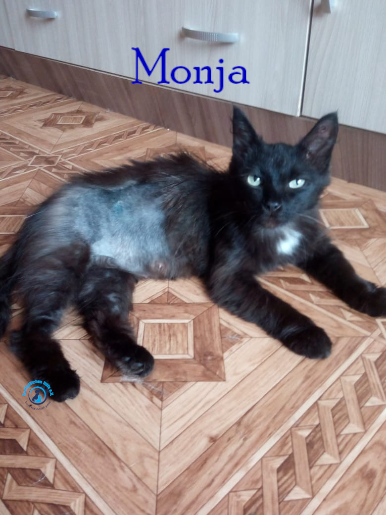Nadezhda/Katzen/Monja/Monja05mN.jpg