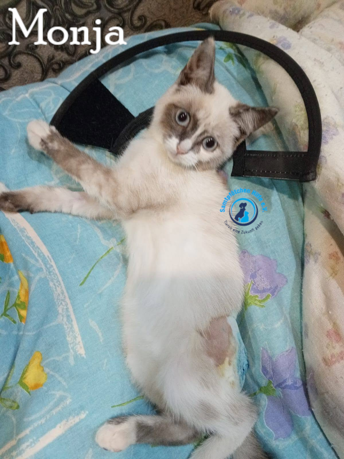 Nadezhda/Katzen/Monja_II/Monja_II36mN.jpg