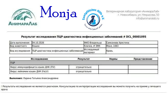 Nadezhda/Katzen/Monja_II/Monja_II38mN.jpg