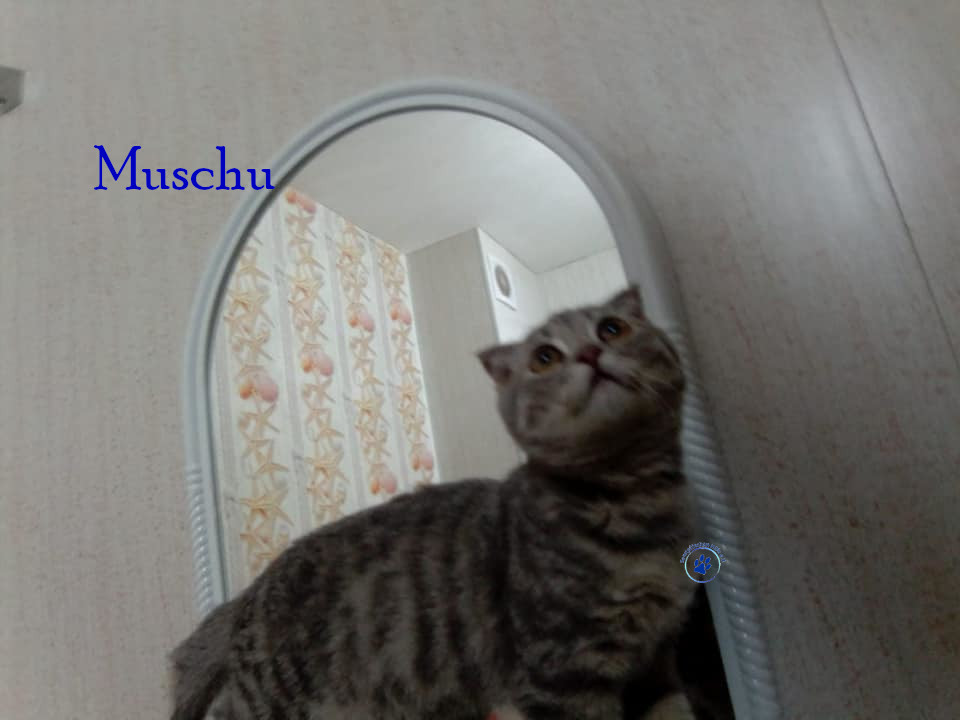 Nadezhda/Katzen/Muschu/Muschu02mN.jpg