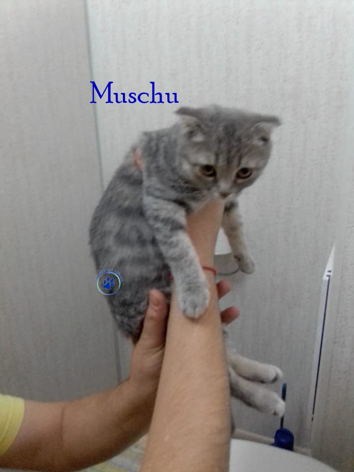 Nadezhda/Katzen/Muschu/Muschu03mN.jpg