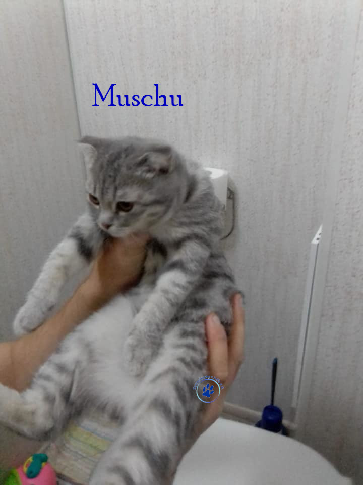 Nadezhda/Katzen/Muschu/Muschu04mN.jpg