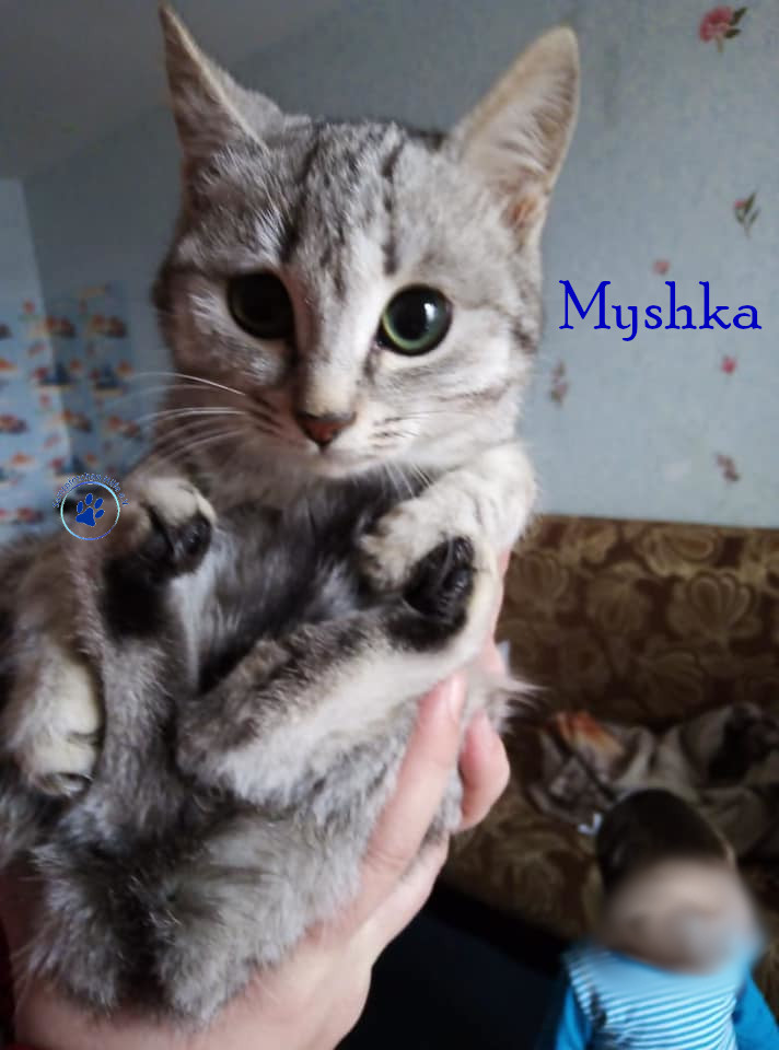 Nadezhda/Katzen/Myshka/Myshka02mN.jpg
