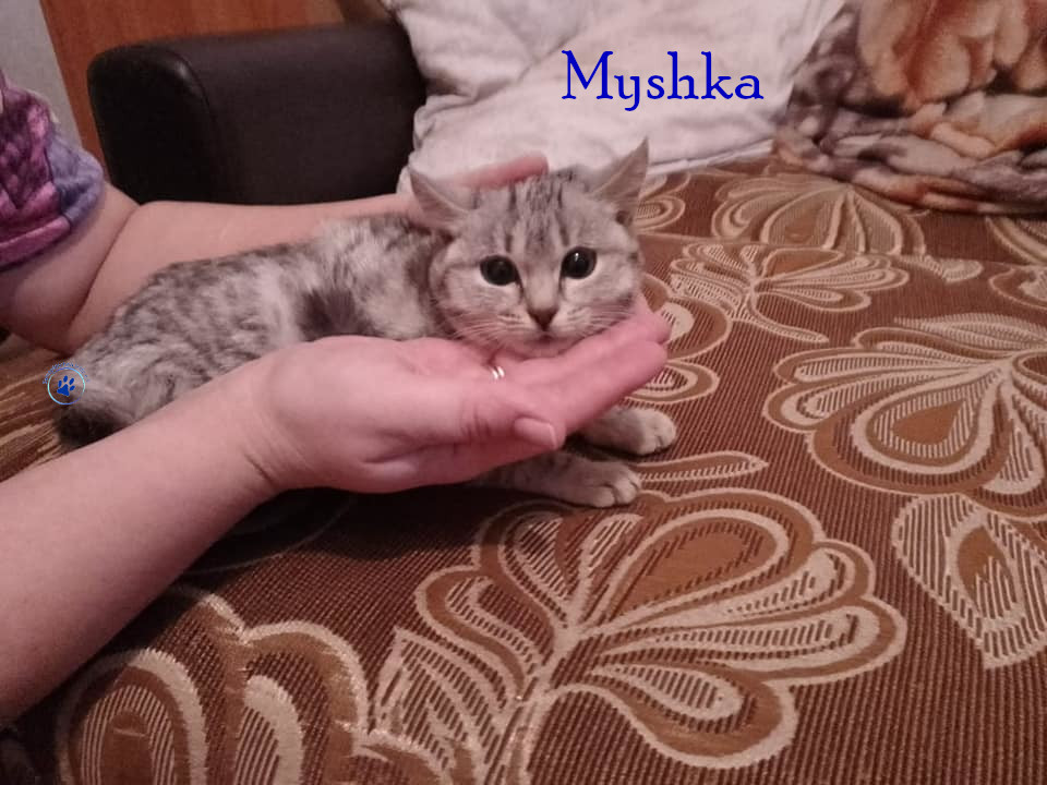 Nadezhda/Katzen/Myshka/Myshka03mN.jpg