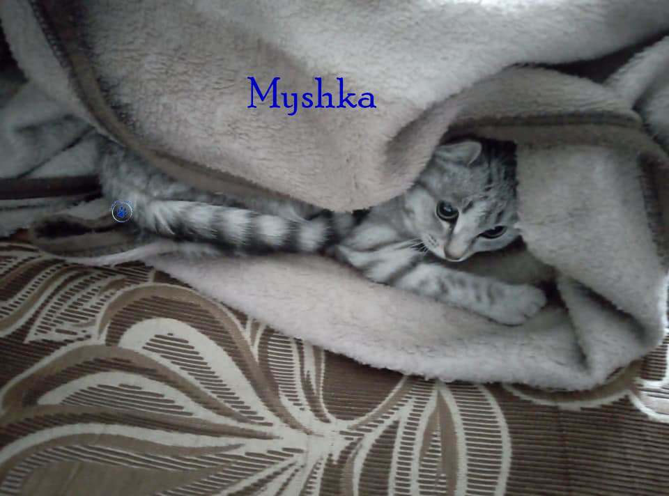 Nadezhda/Katzen/Myshka/Myshka08mN.jpg