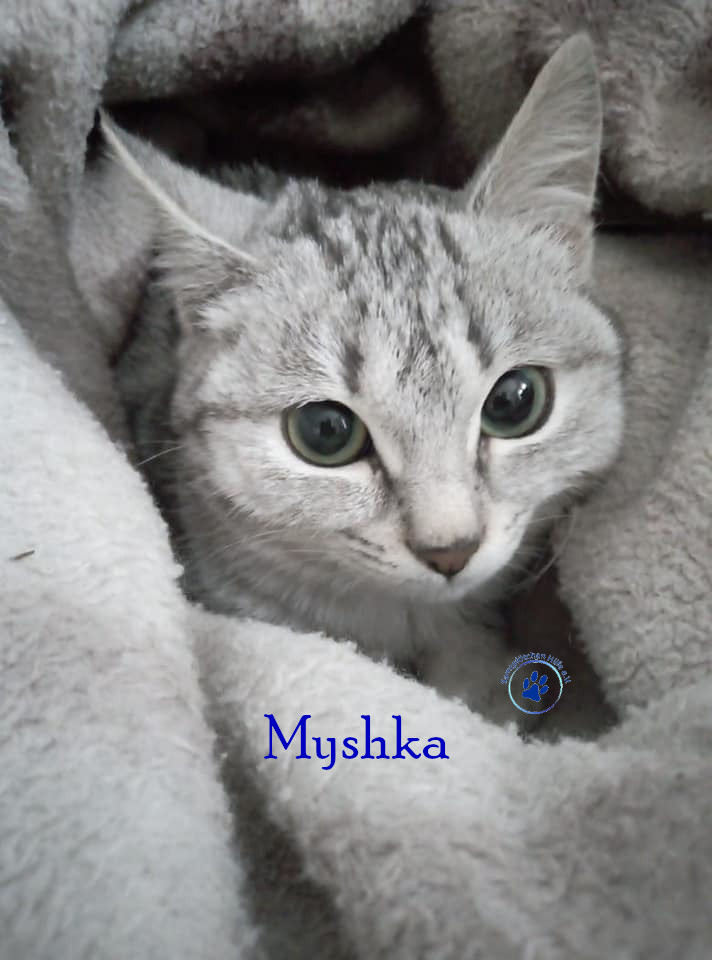 Nadezhda/Katzen/Myshka/Myshka10mN.jpg
