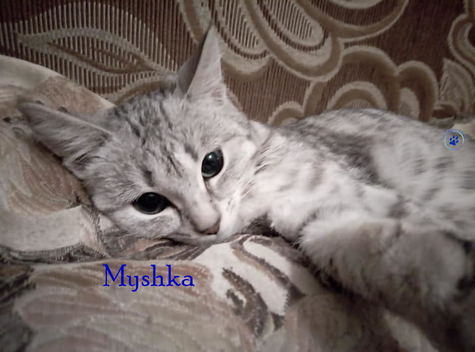 Nadezhda/Katzen/Myshka/Myshka12mN.jpg