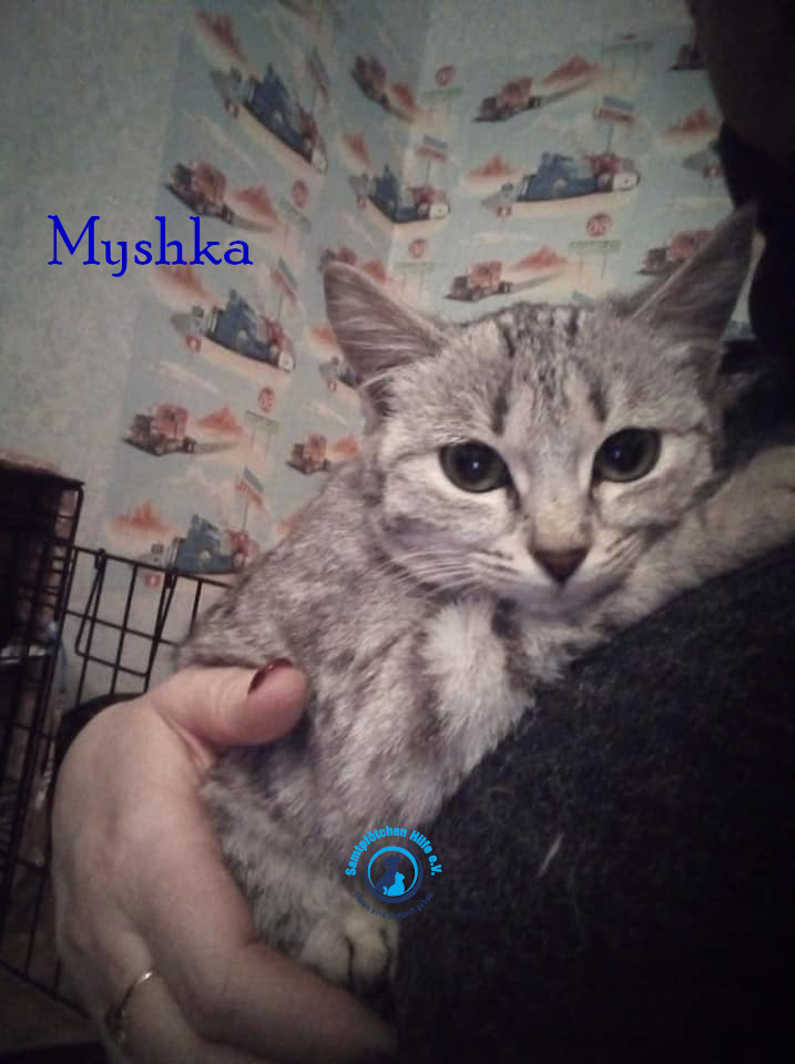 Nadezhda/Katzen/Myshka/Myshka14mN.jpg