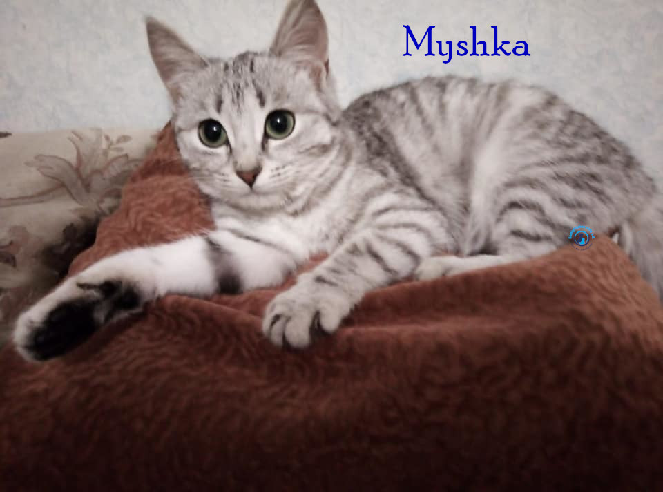 Nadezhda/Katzen/Myshka/Myshka16mN.jpg