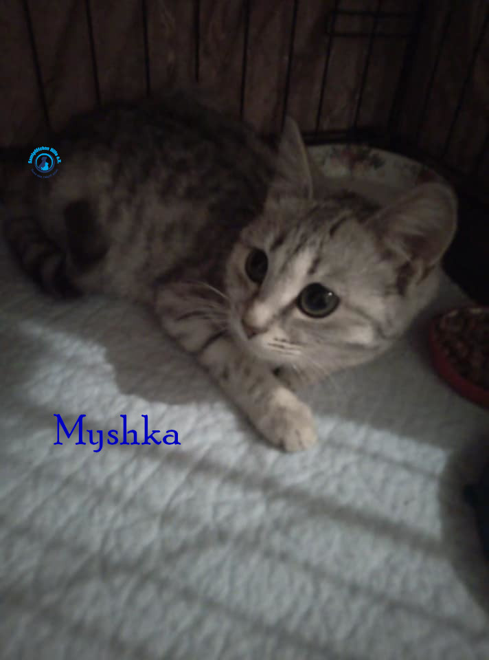 Nadezhda/Katzen/Myshka/Myshka17mN.jpg