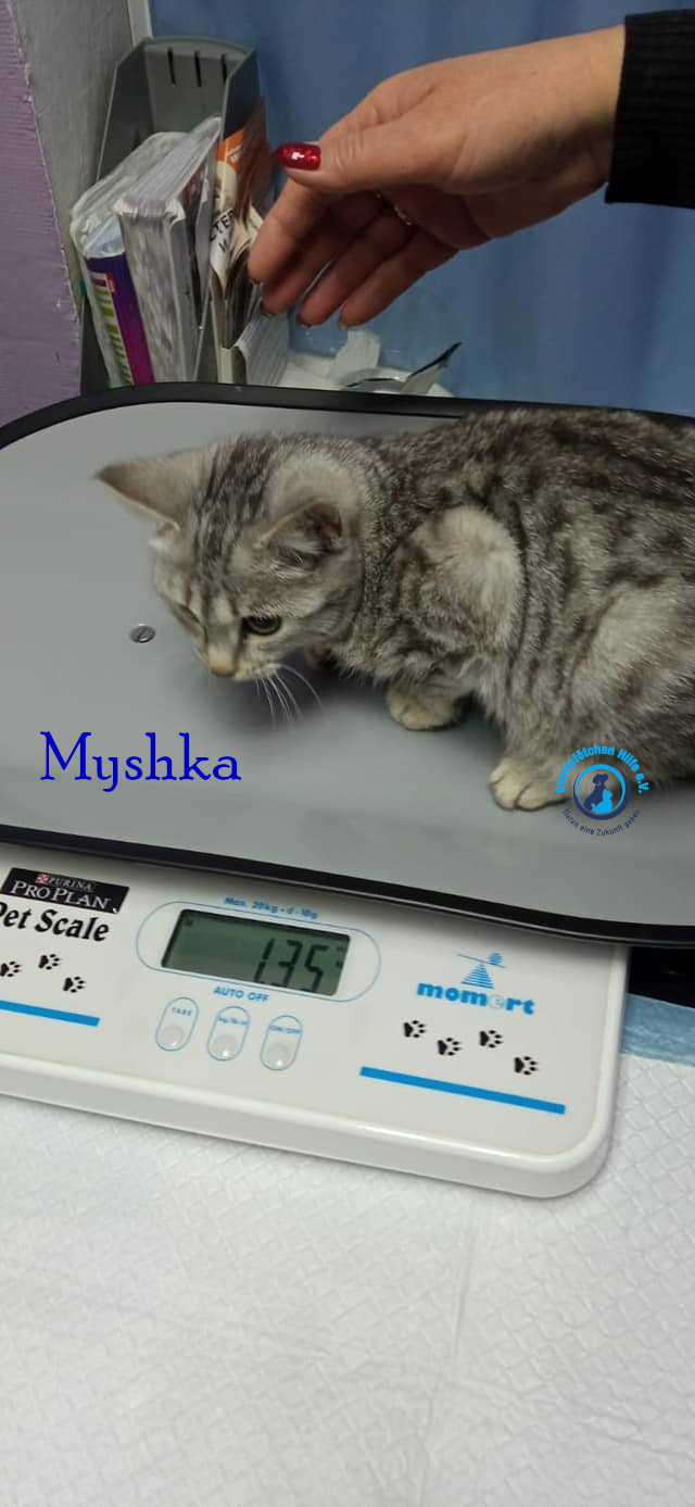 Nadezhda/Katzen/Myshka/Myshka23mN.jpg